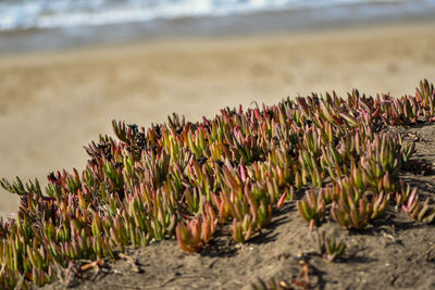 Close-up of plants on beach