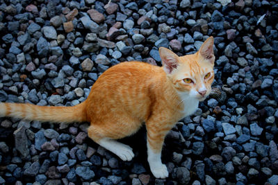 High angle view of cat lying on pebbles