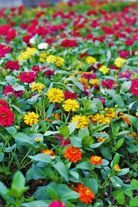 Full frame shot of multi colored flowers