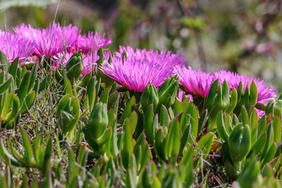 Close-up of pink flowering plant