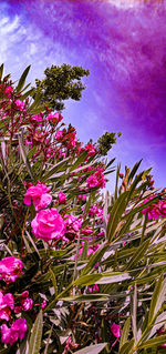 Close-up of pink flowering plants against sky