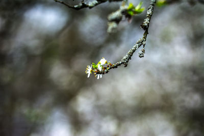 Close-up of insect on flowering plant