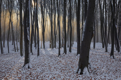 Trees in forest during winter