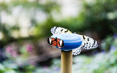 Close-up of butterfly on flower