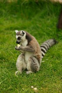 Close-up of lemur eating on grassy field