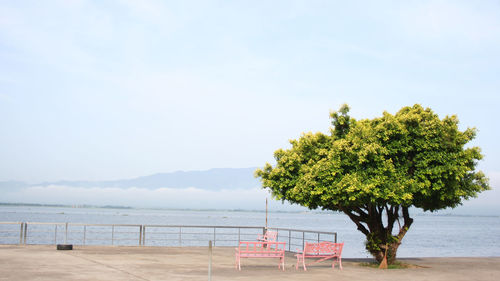 Tree by sea against sky