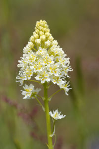 Close-up of white flowering plant