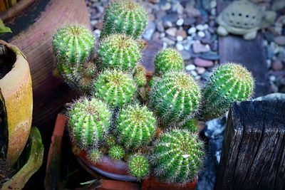 High angle view of cactus