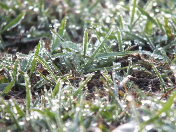 Close-up of dew on plants