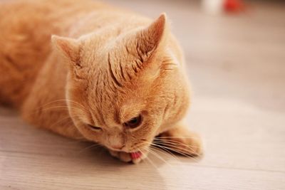 British shorthaired cat 