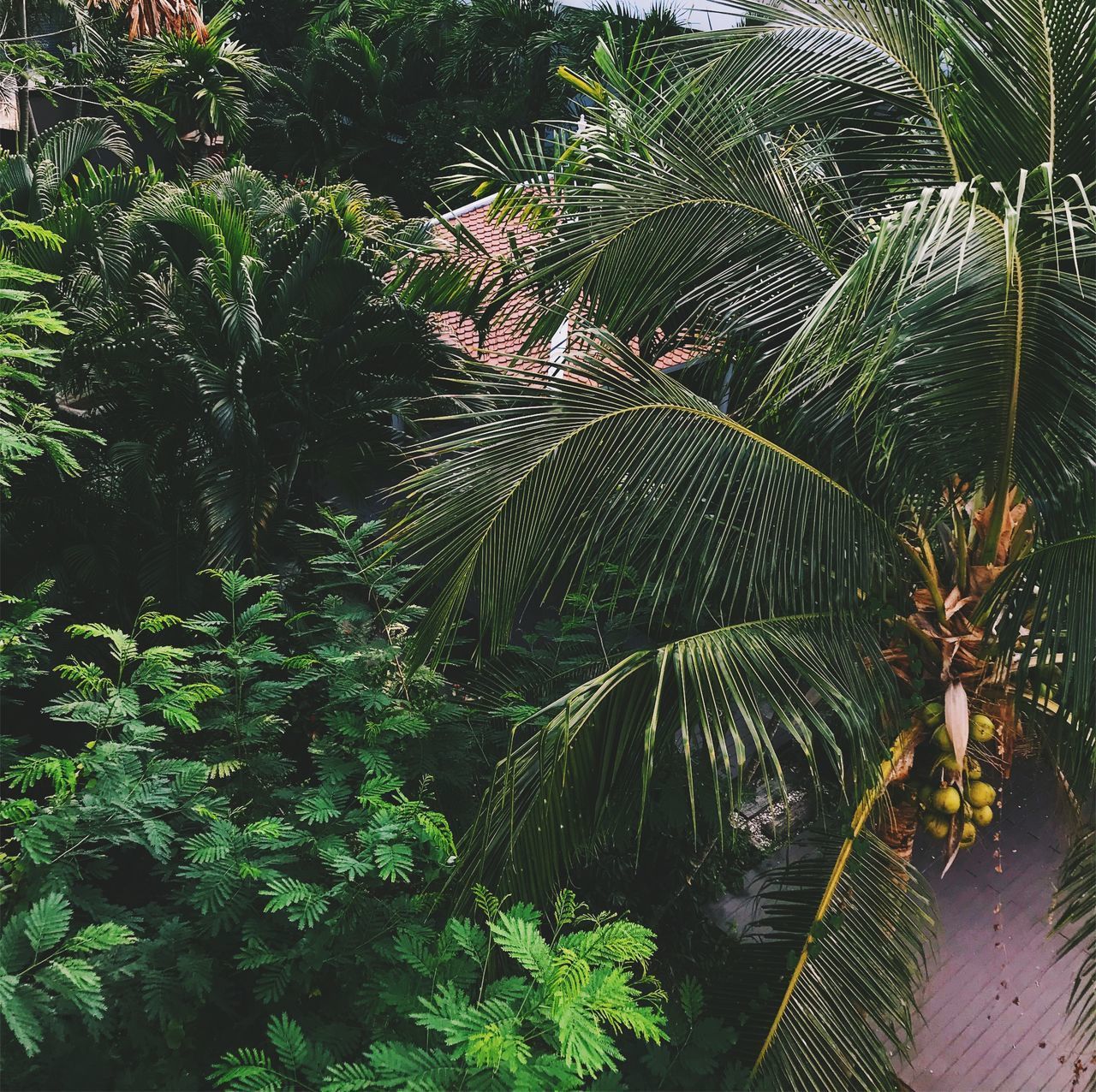 PALM TREES AND PLANTS GROWING IN SUNLIGHT