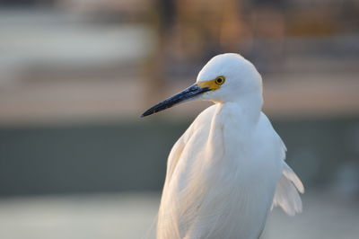 Close-up of seagull