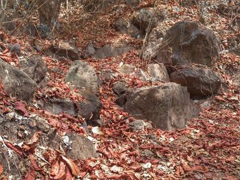 Full frame shot of rock formation on land