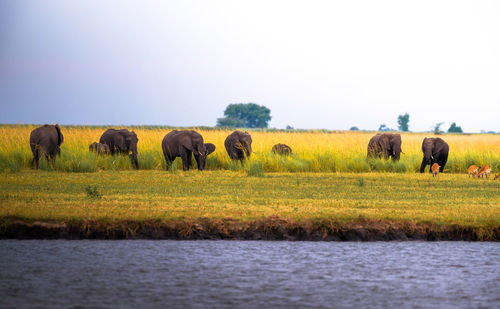 Horses in a field