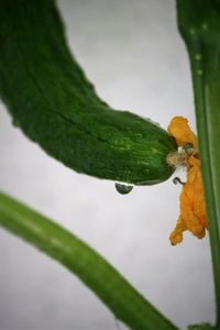 Close up of plant