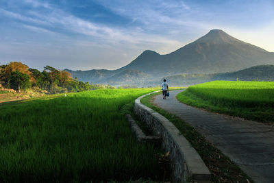 Rear view of man walking on road amidst green landscape