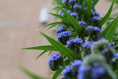 Close-up of purple flowers blooming outdoors