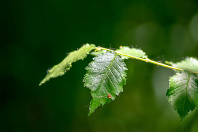 Close-up of green leaves on plant