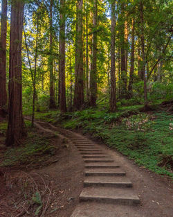 Footpath amidst trees in forest