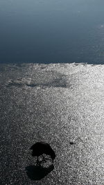 High angle view of animal on beach