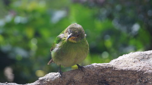 Close-up of bird perching on wood