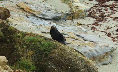 Bird perching on rock