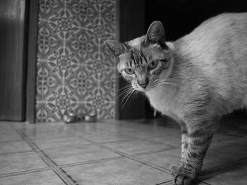 Close-up portrait of cat sitting on floor