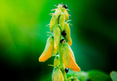 Close-up of insect on flower