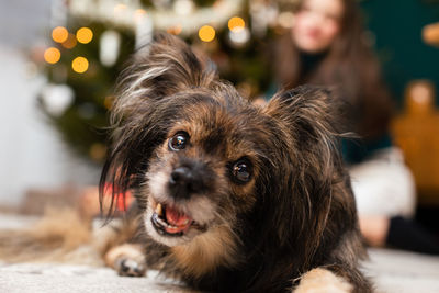 Portrait of dog