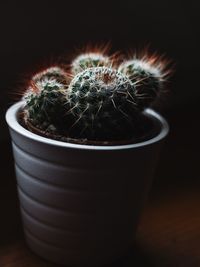 Close-up of cactus