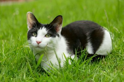 Portrait of cat relaxing on grassy field