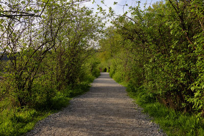 Footpath amidst trees in forest