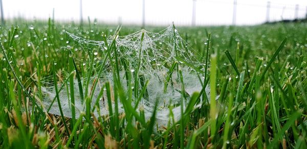 Close-up of wet grass on field