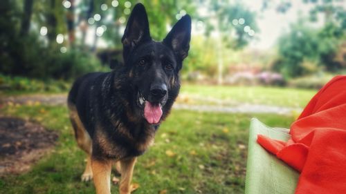 Portrait of black dog on field