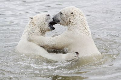 Playful polar bears in sea