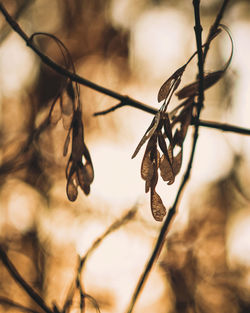 Close-up of dry leaves on plant