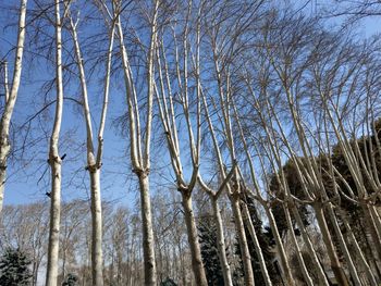 Low angle view of bare trees against clear sky