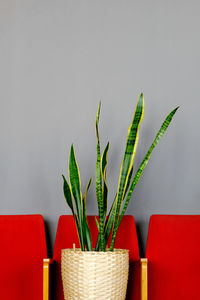 A beautiful sansevieria in a wicker flower pot stands on a red armchair against a gray wall. 