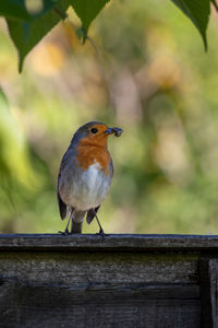 Close-up of bird perching on railing