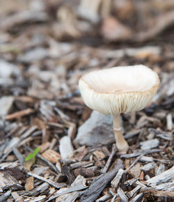 Close-up of mushroom growing on field