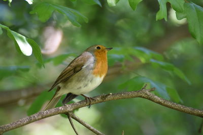 Close-up of bird perching on branch