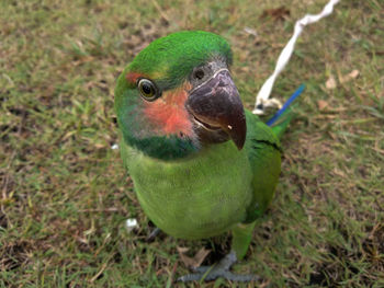 High angle view of a bird on field