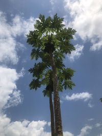 Low angle view of coconut palm tree against sky