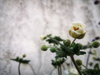 Close-up of flowering plant