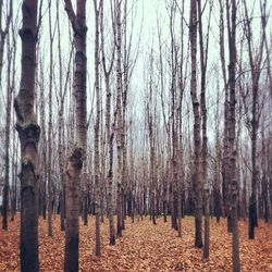 Trees in forest