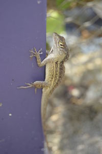 Close-up of lizard