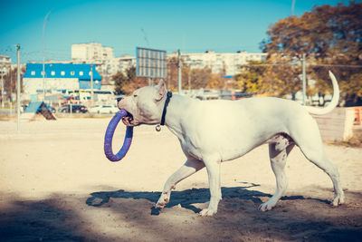 Dogs on street