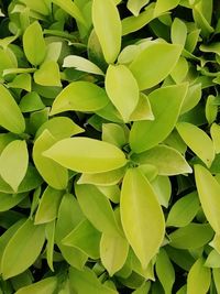 Full frame shot of plants