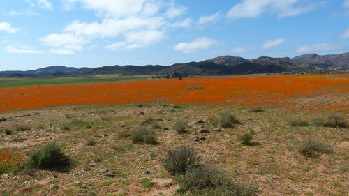 Scenic view of landscape