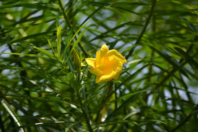 Close-up of yellow flowering plant